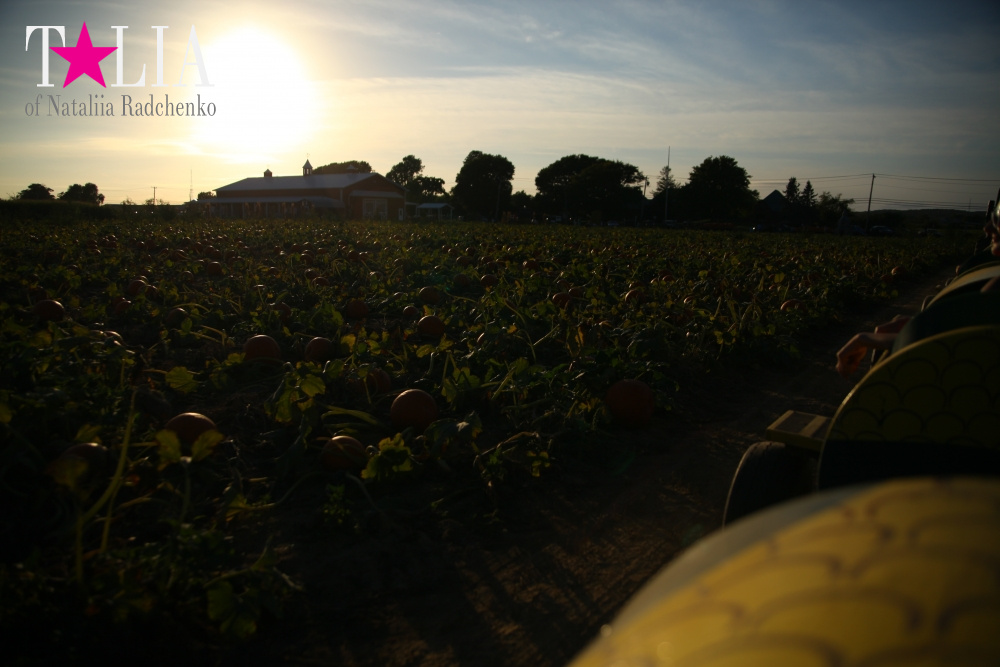 Кукурузный лабиринт и катание в бочках в HANK'S PUMPKINTOWN, the Hamptons, NY