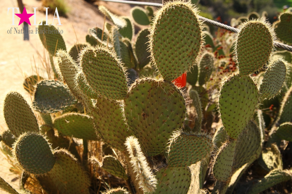 День рождения нашего папы и путешествие в Голливуд (штат Калифорния, знак Голливуд)