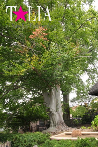 Деревья возле этого старинного дома-замка тоже ''в возрасте'':)''