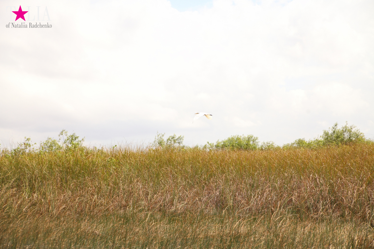 Катание на лодках по болоту с крокодилами в Gator Park, Эверглейдс, Майами