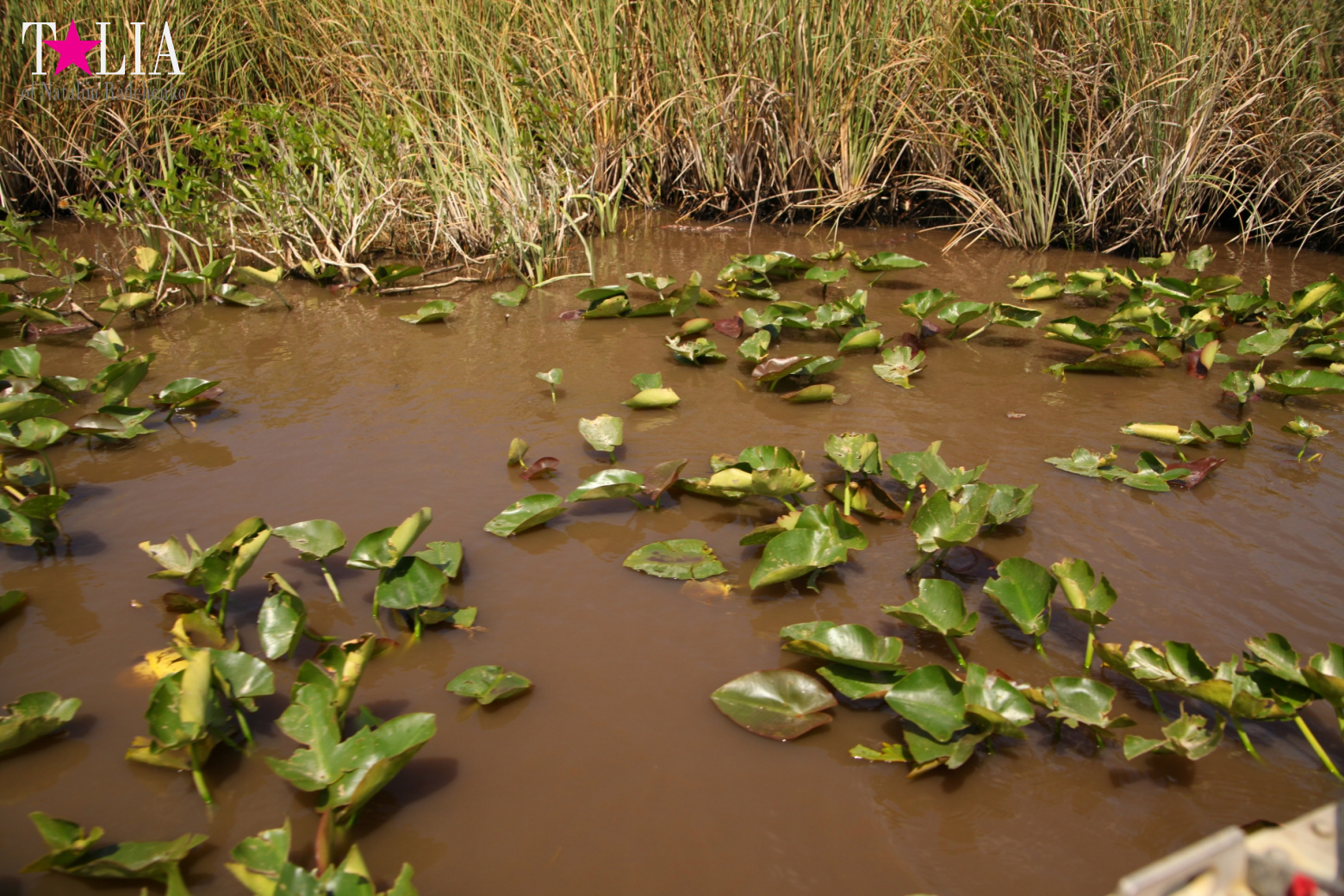 Катание на лодках по болоту с крокодилами в Gator Park, Эверглейдс, Майами