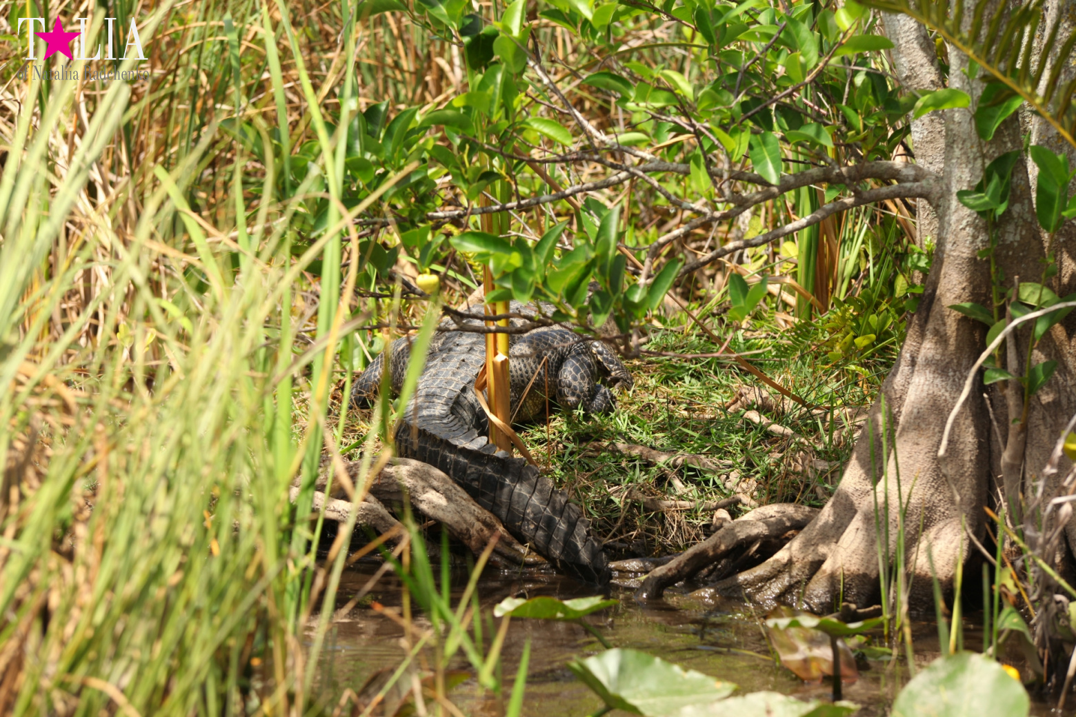 Катание на лодках по болоту с крокодилами в Gator Park, Эверглейдс, Майами