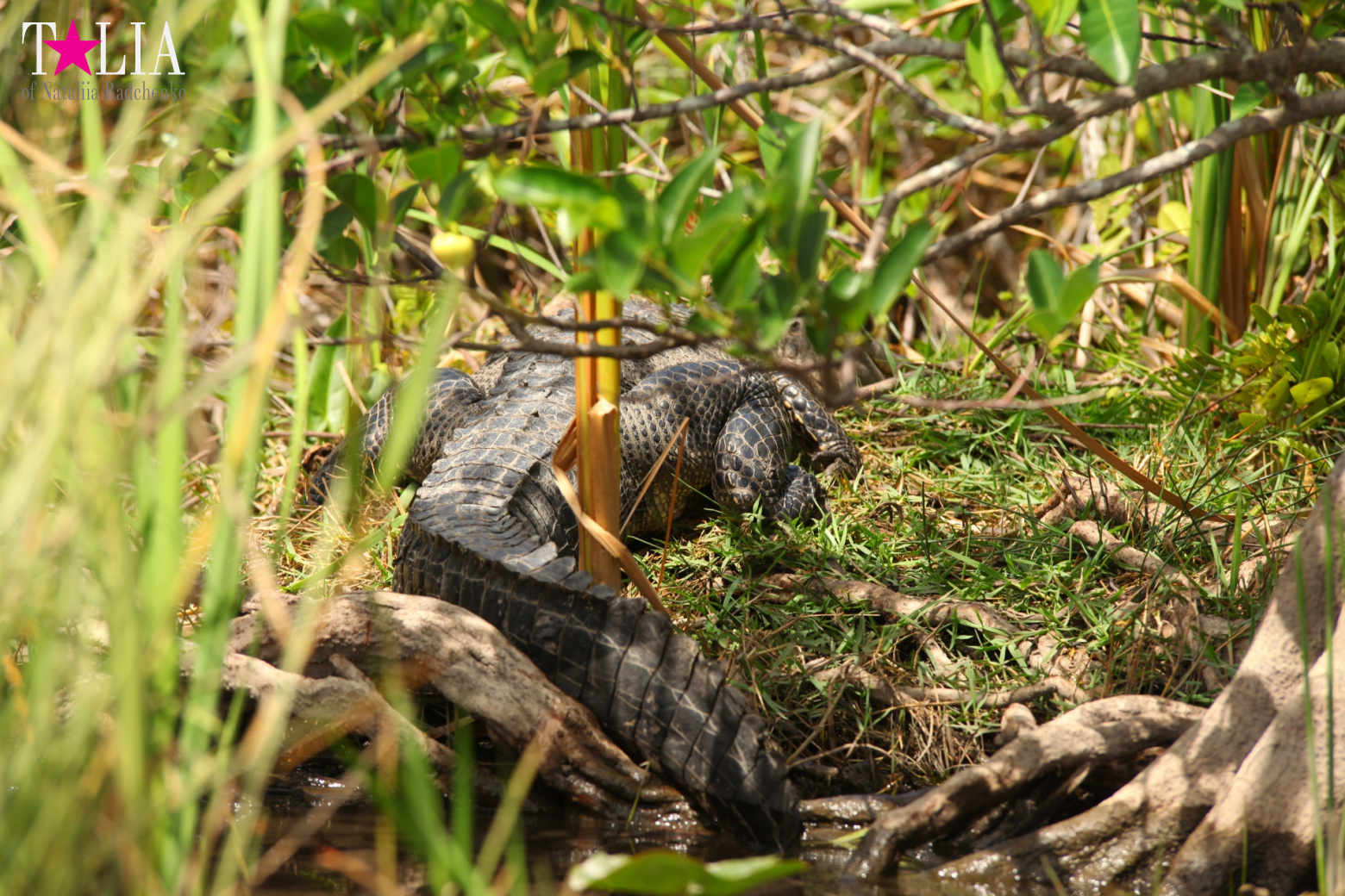 Катание на лодках по болоту с крокодилами в Gator Park, Эверглейдс, Майами