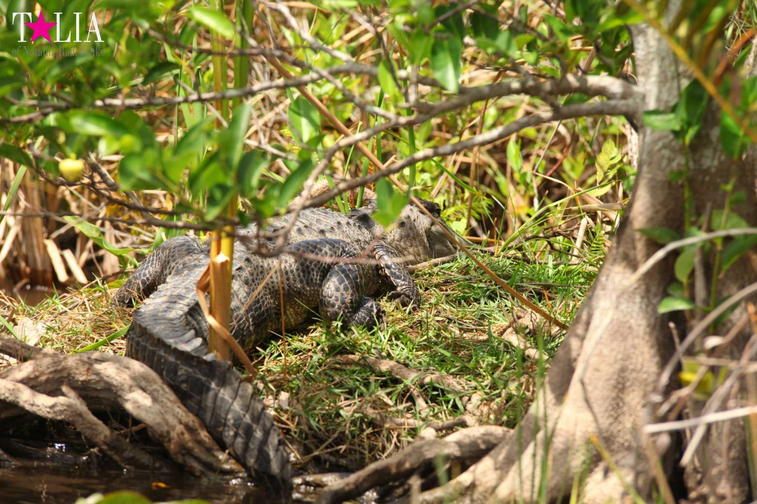 Катание на лодках по болоту с крокодилами в Gator Park, Эверглейдс, Майами