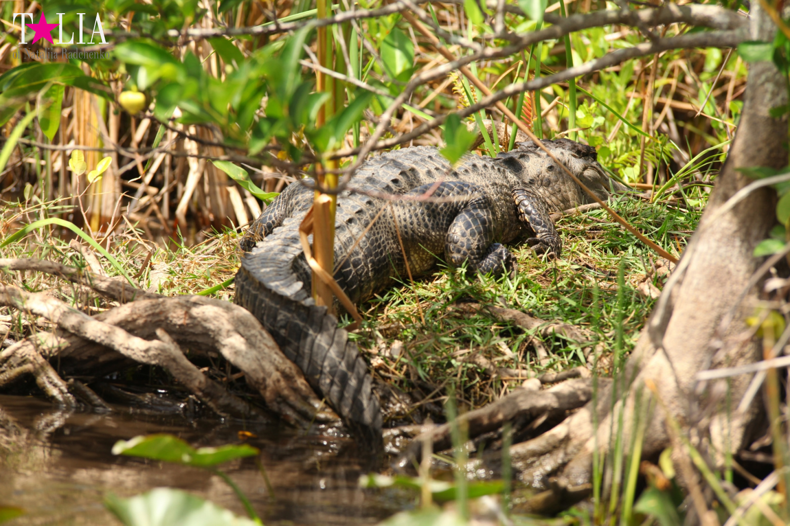 Катание на лодках по болоту с крокодилами в Gator Park, Эверглейдс, Майами