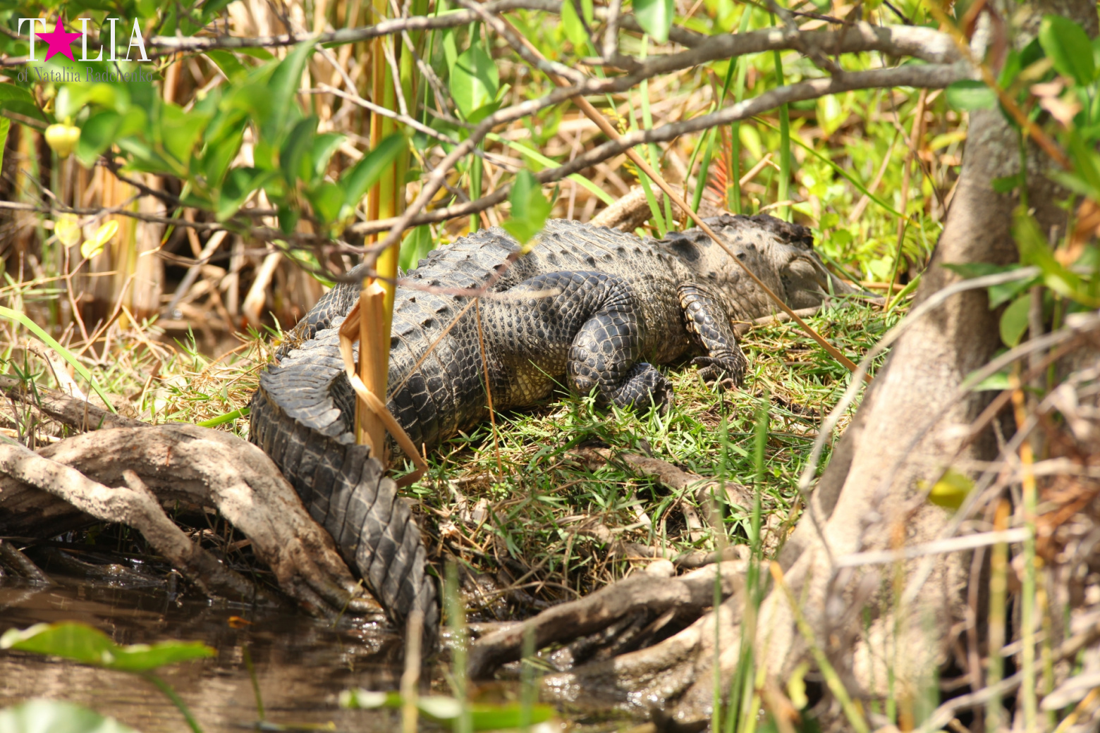 Катание на лодках по болоту с крокодилами в Gator Park, Эверглейдс, Майами