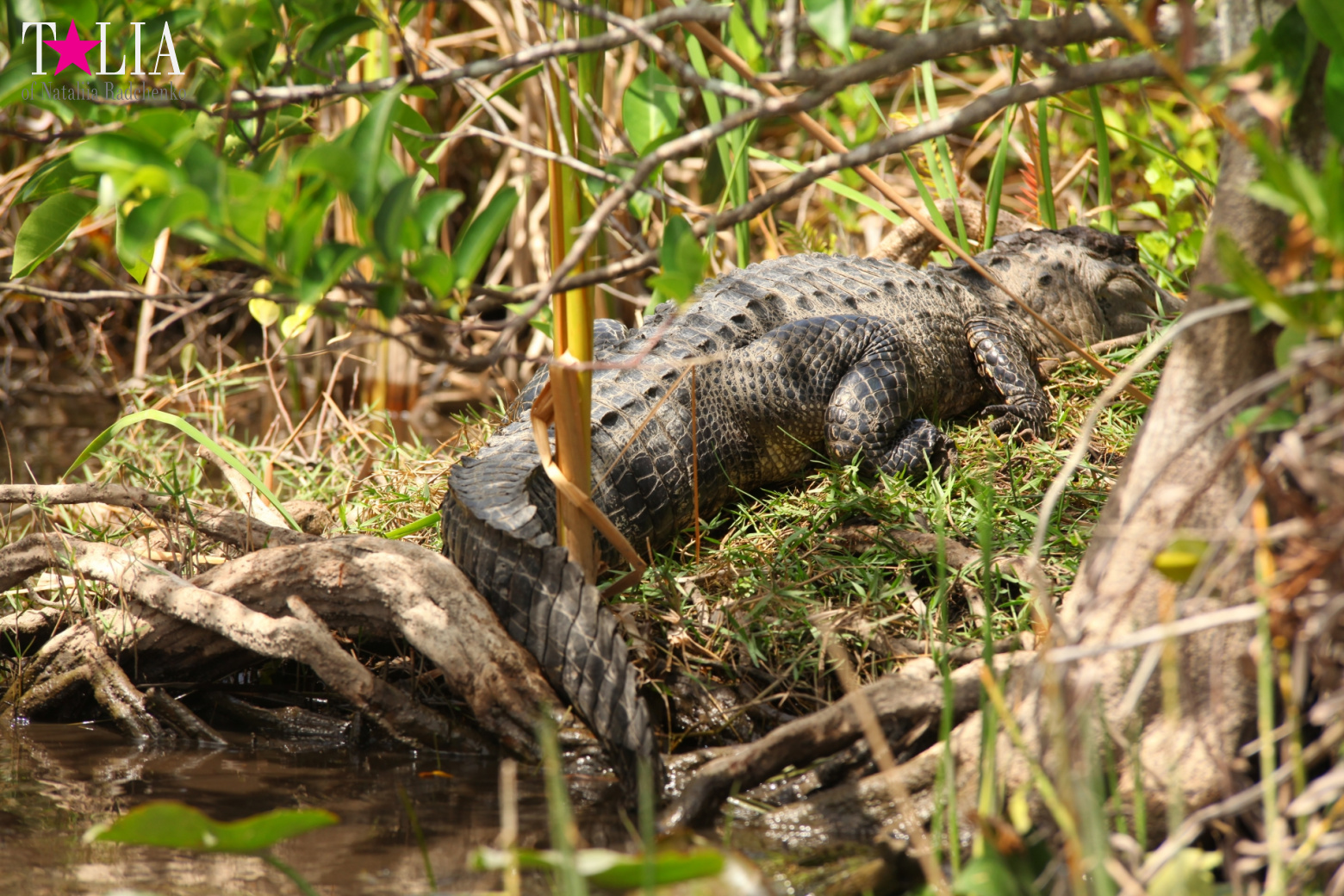 Катание на лодках по болоту с крокодилами в Gator Park, Эверглейдс, Майами