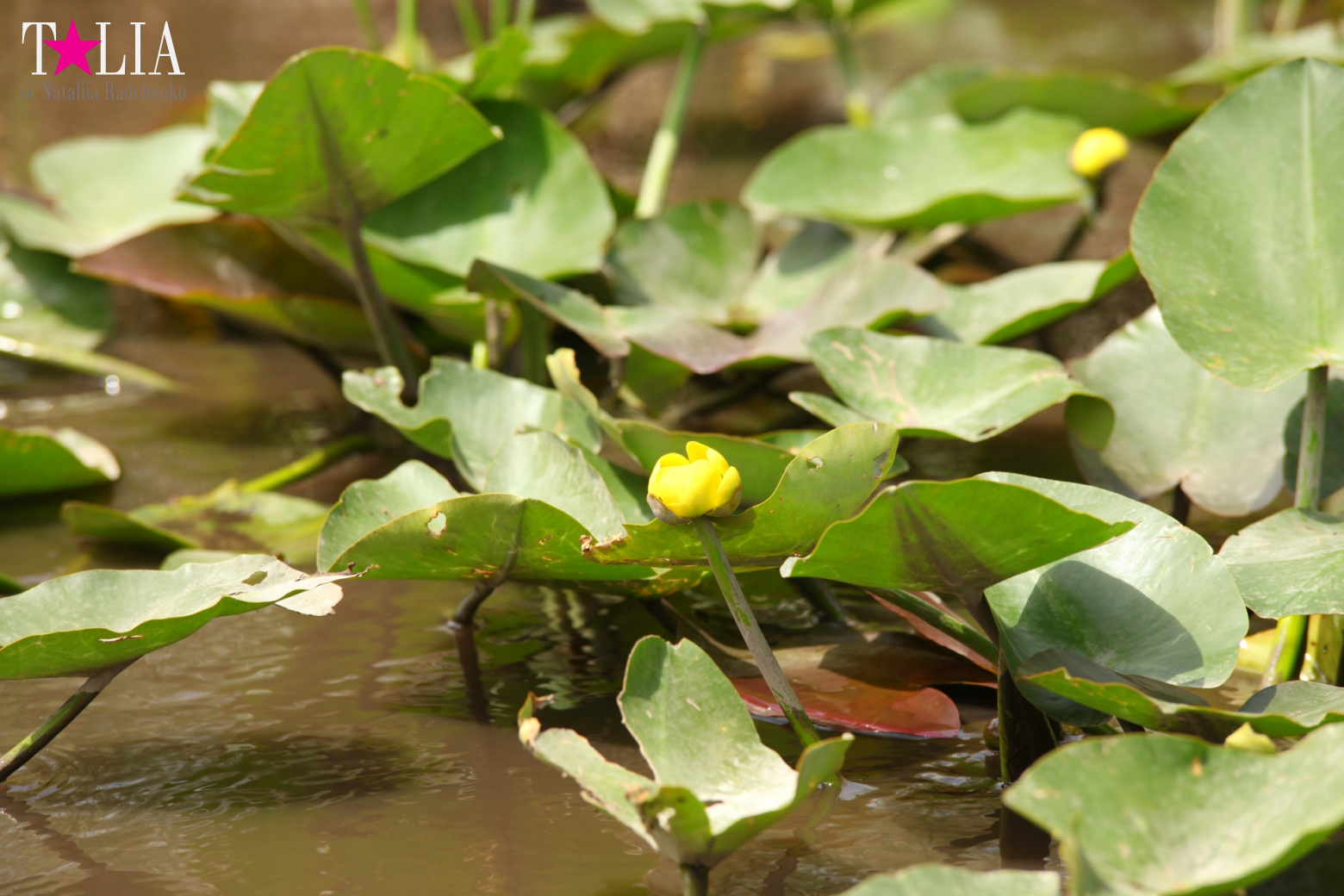 Катание на лодках по болоту с крокодилами в Gator Park, Эверглейдс, Майами