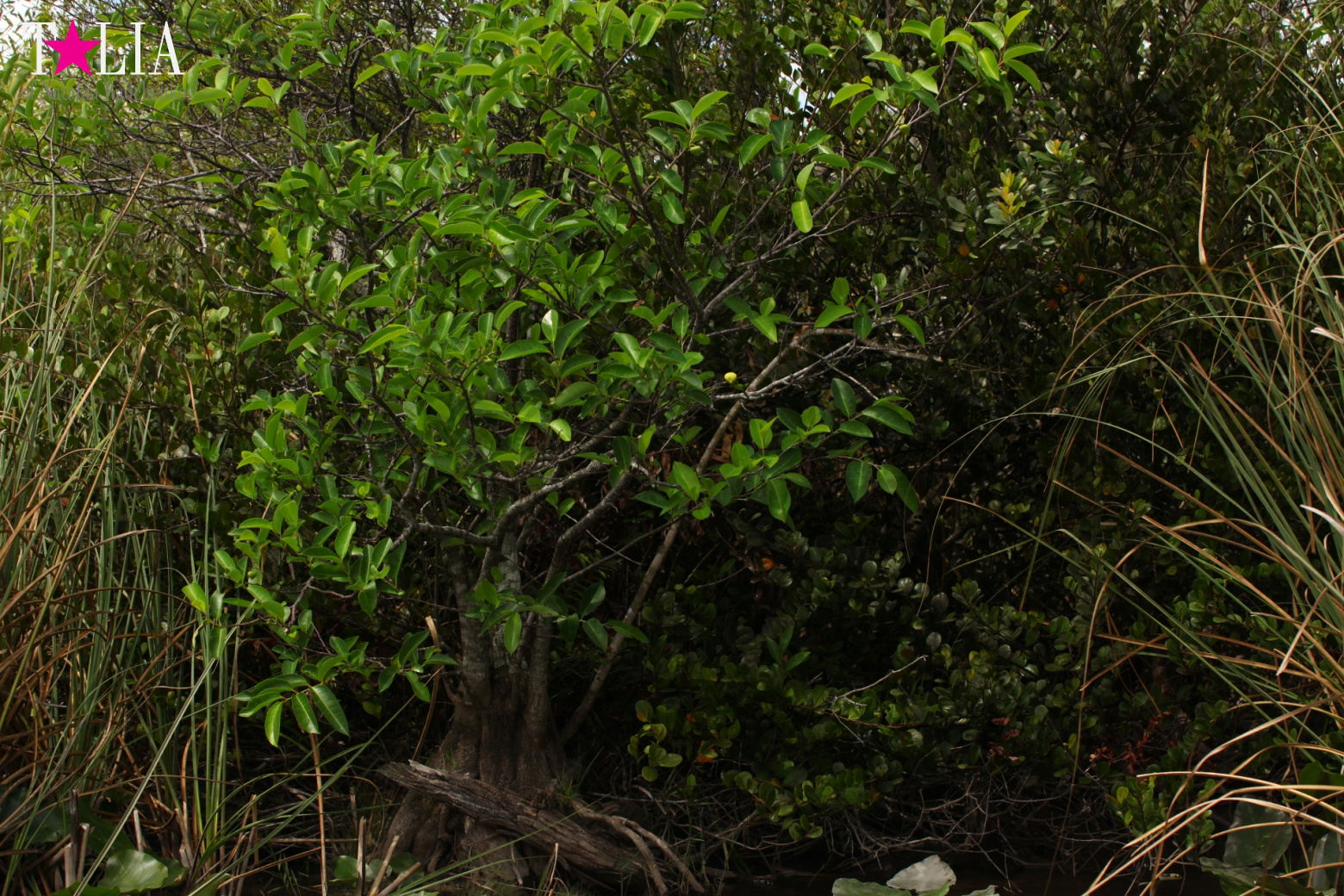 Катание на лодках по болоту с крокодилами в Gator Park, Эверглейдс, Майами