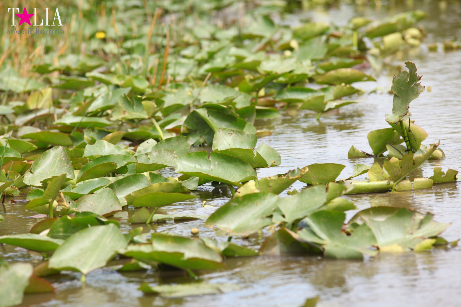 Катание на лодках по болоту с крокодилами в Gator Park, Эверглейдс, Майами