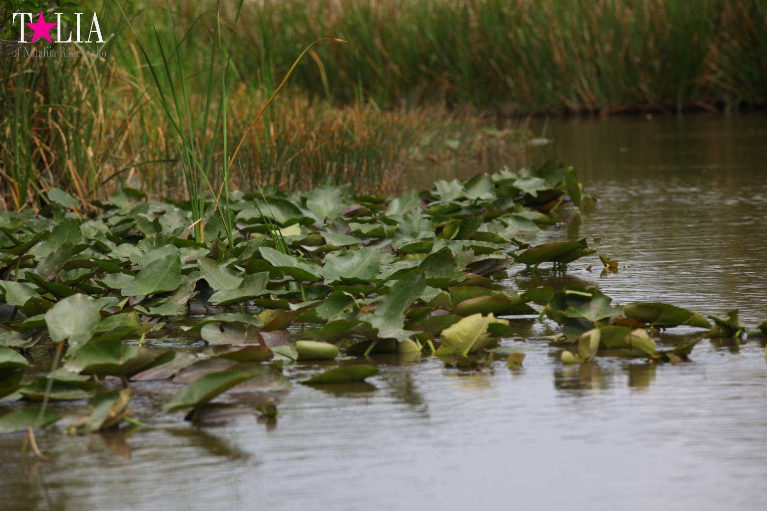 Катание на лодках по болоту с крокодилами в Gator Park, Эверглейдс, Майами