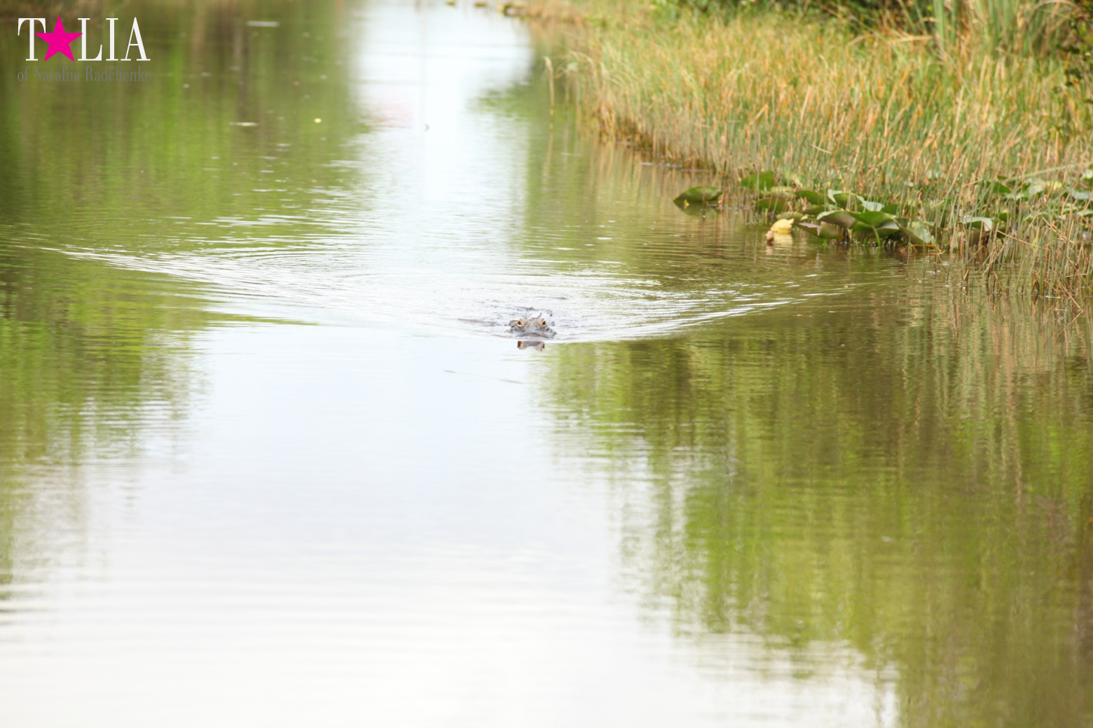 Катание на лодках по болоту с крокодилами в Gator Park, Эверглейдс, Майами