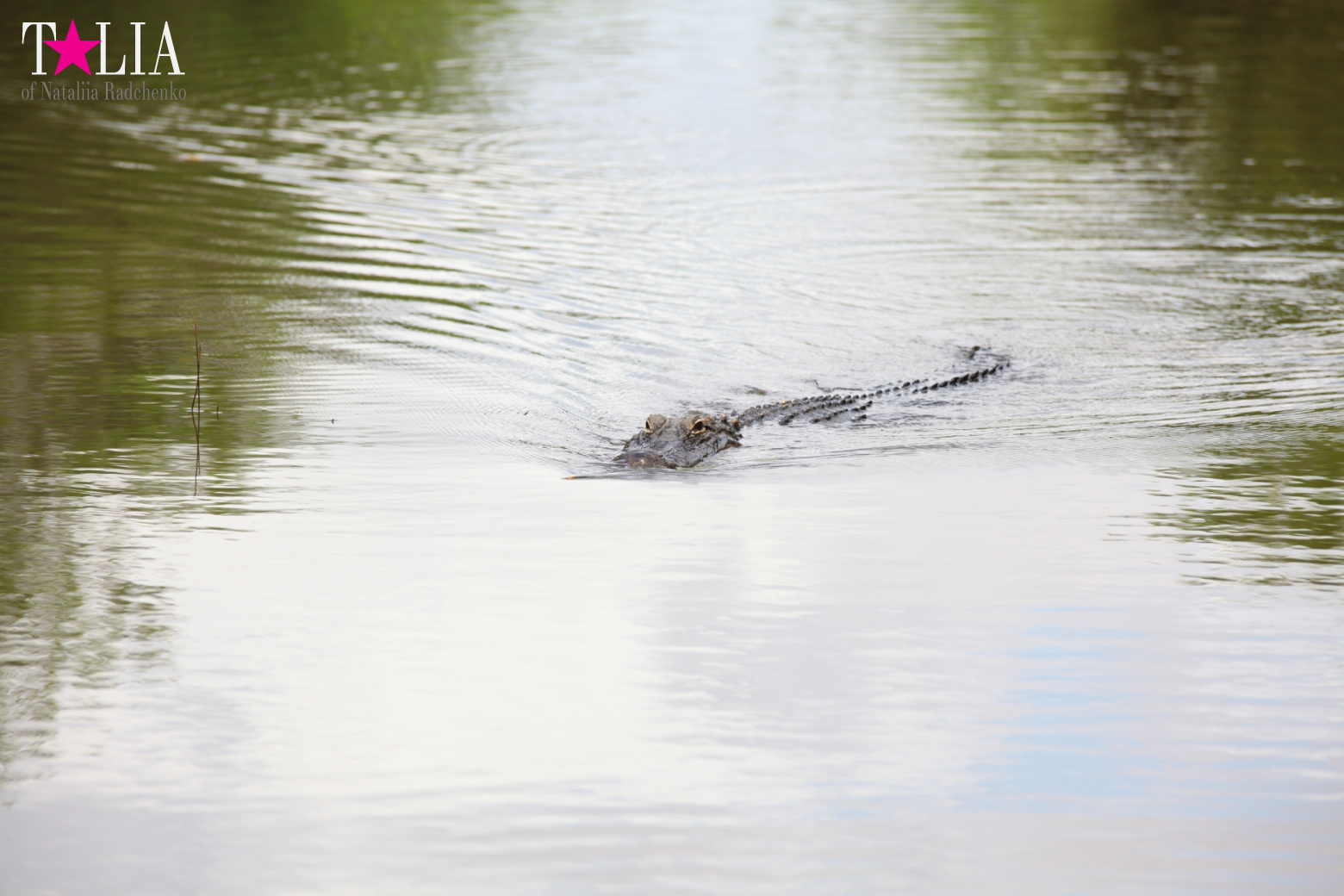 Катание на лодках по болоту с крокодилами в Gator Park, Эверглейдс, Майами