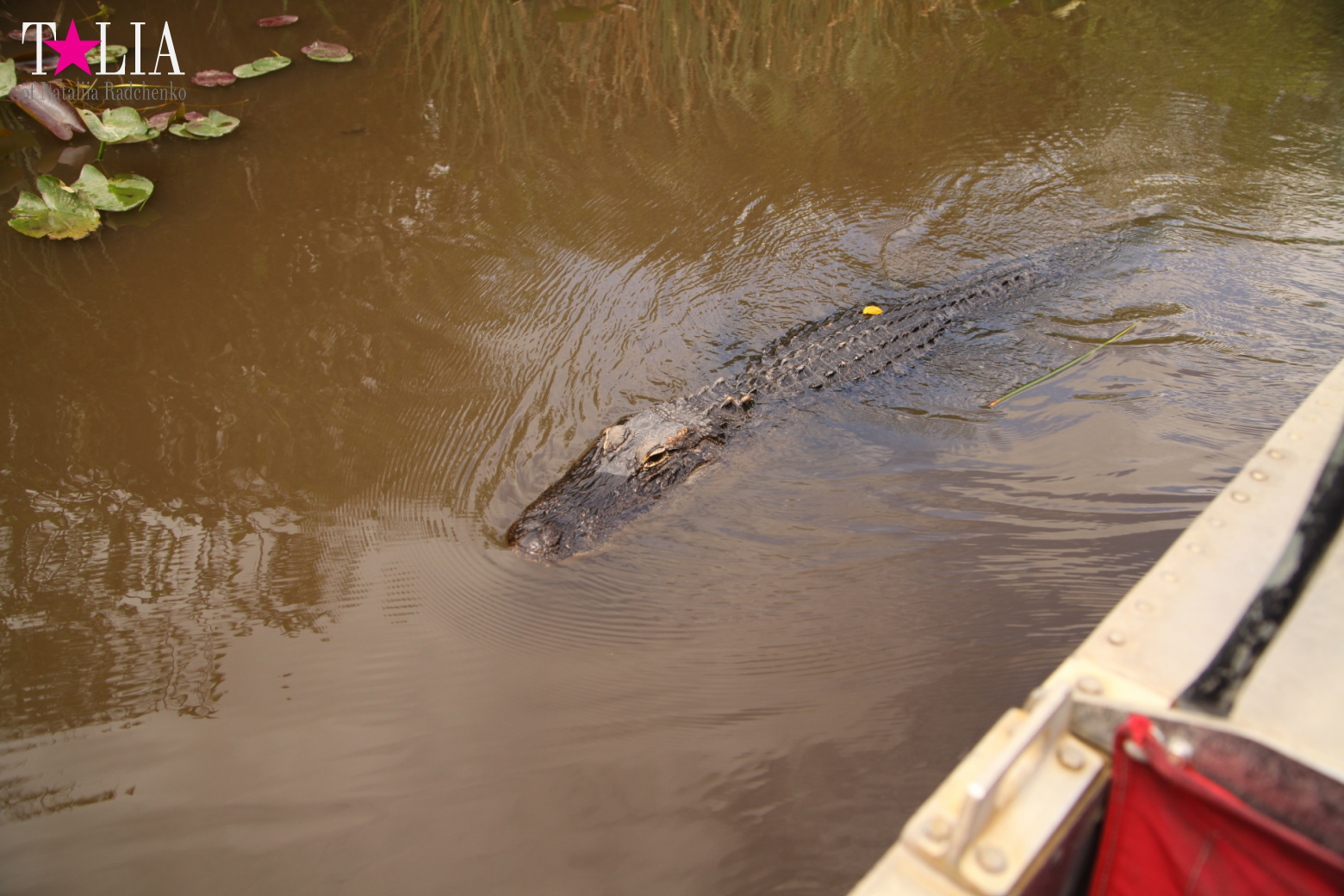 Катание на лодках по болоту с крокодилами в Gator Park, Эверглейдс, Майами