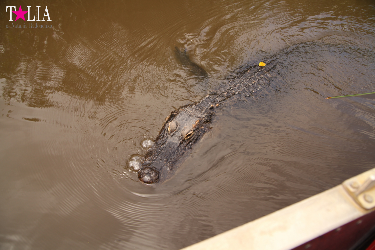 Катание на лодках по болоту с крокодилами в Gator Park, Эверглейдс, Майами