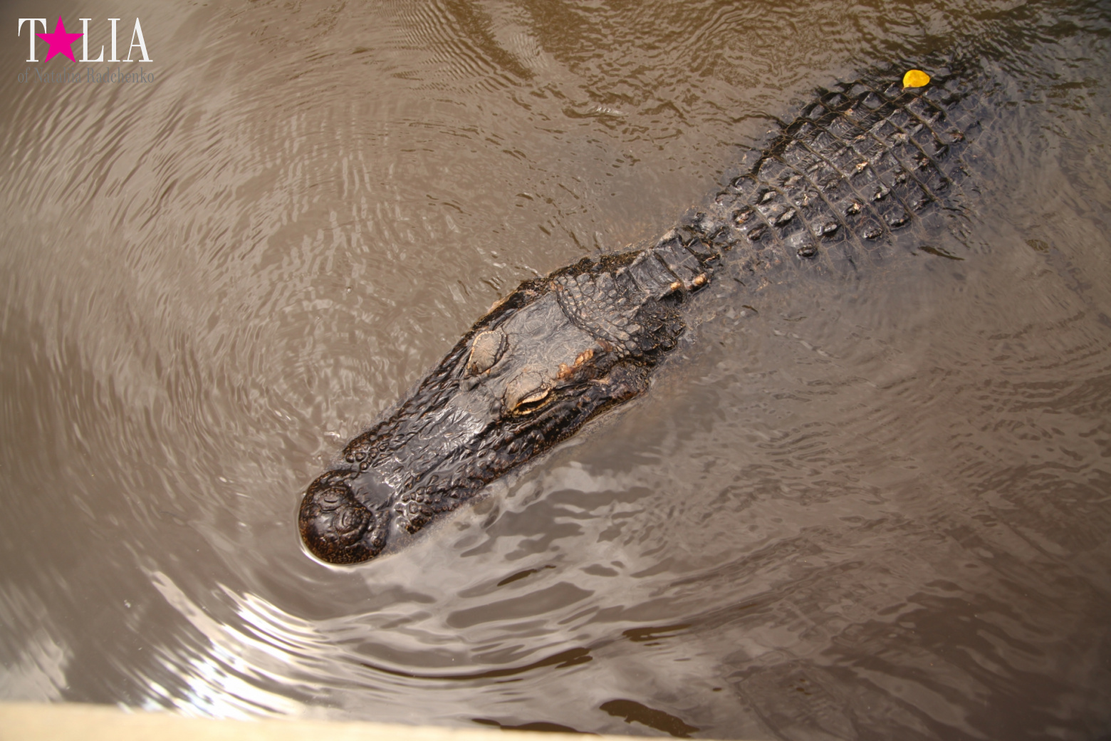 Катание на лодках по болоту с крокодилами в Gator Park, Эверглейдс, Майами