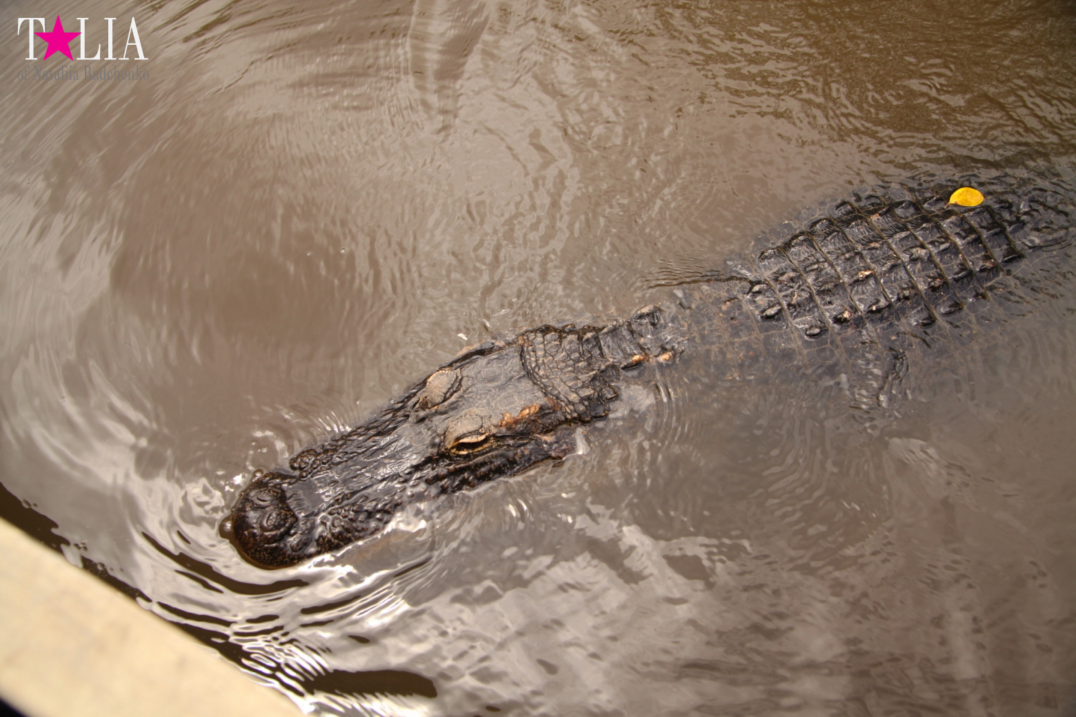 Катание на лодках по болоту с крокодилами в Gator Park, Эверглейдс, Майами