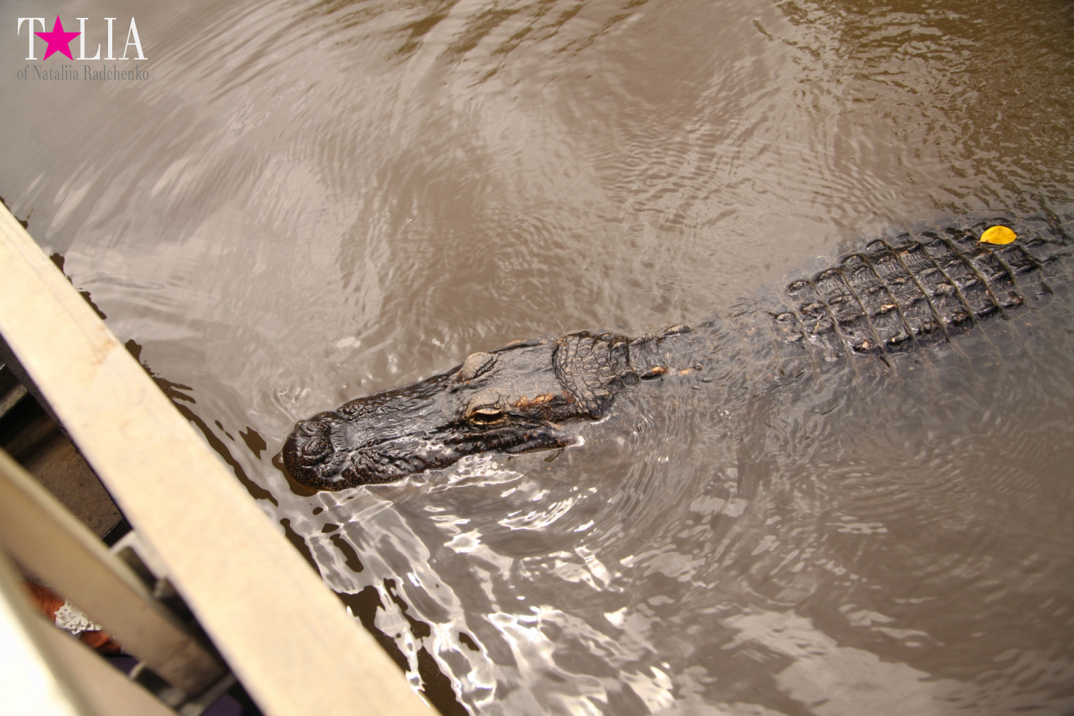 Катание на лодках по болоту с крокодилами в Gator Park, Эверглейдс, Майами