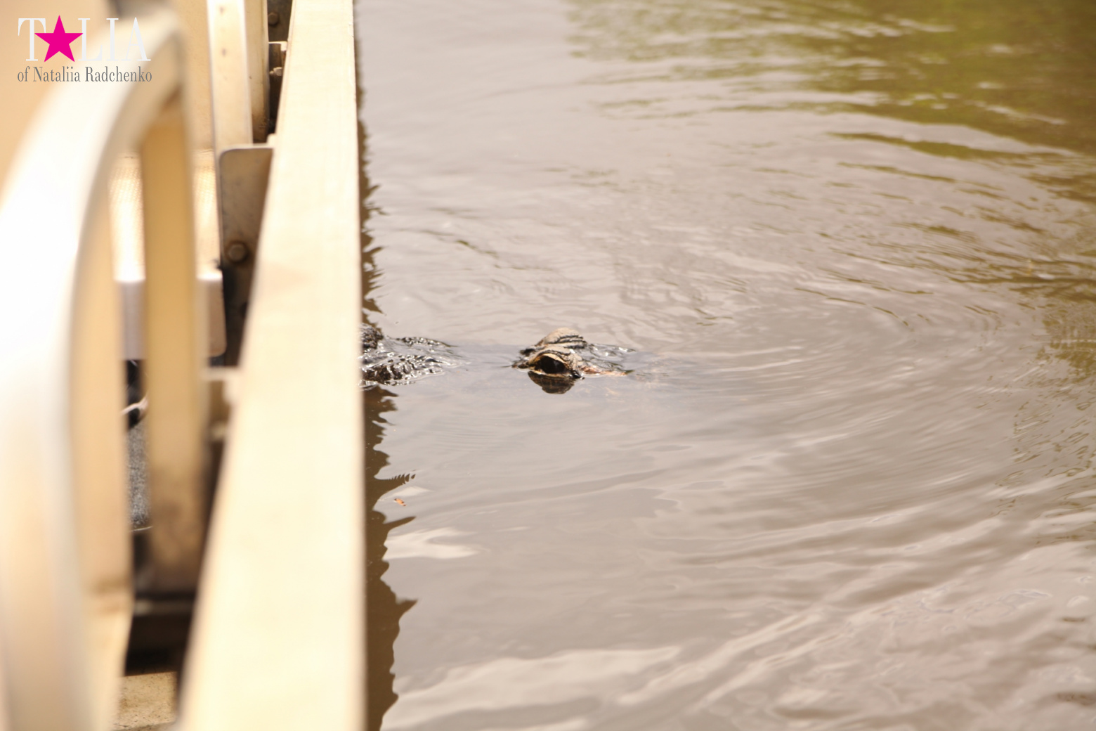 Катание на лодках по болоту с крокодилами в Gator Park, Эверглейдс, Майами