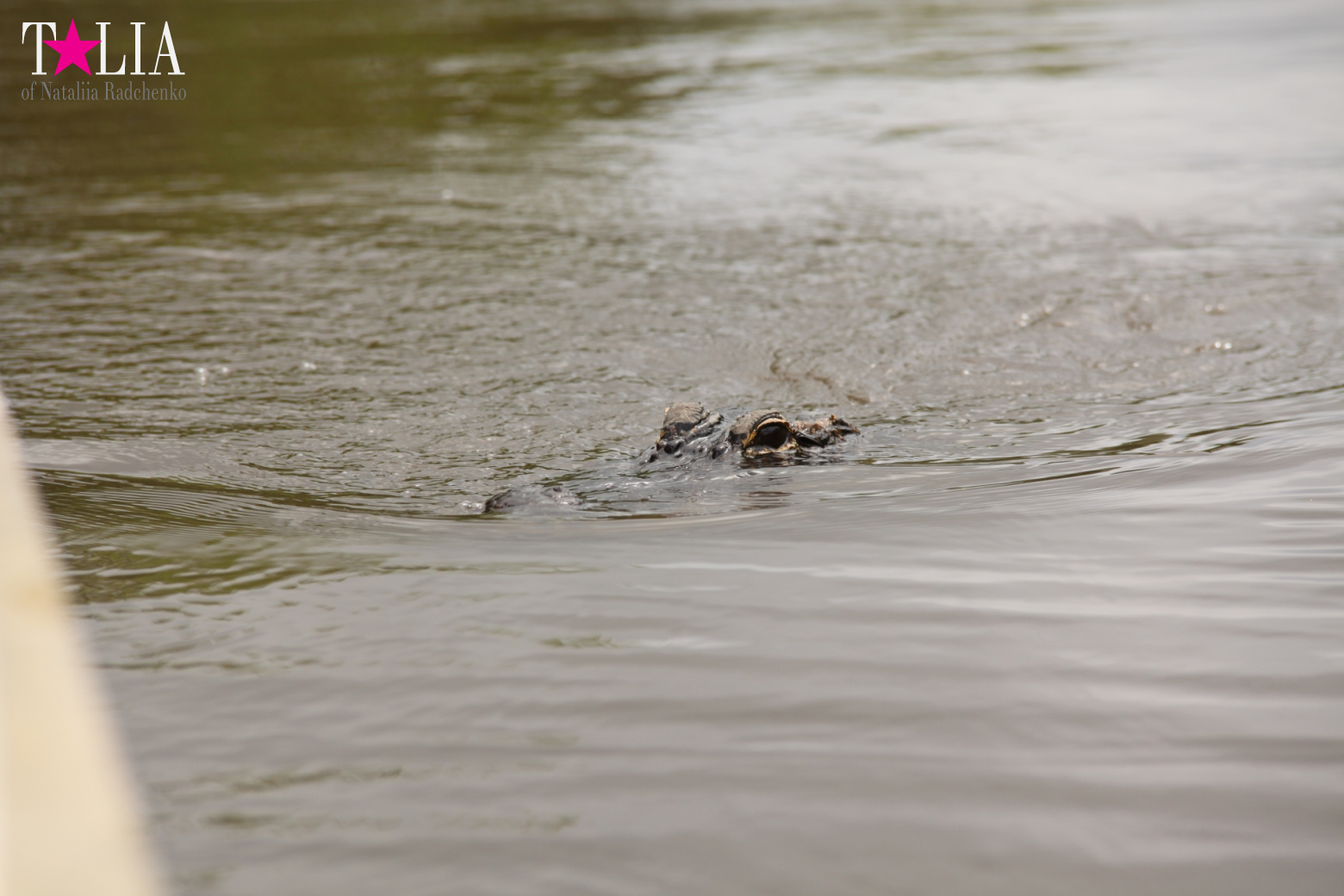 Катание на лодках по болоту с крокодилами в Gator Park, Эверглейдс, Майами