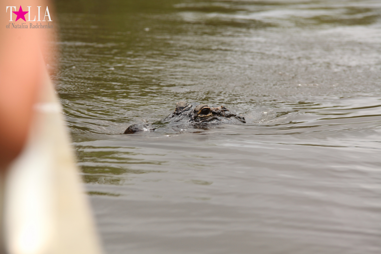 Катание на лодках по болоту с крокодилами в Gator Park, Эверглейдс, Майами