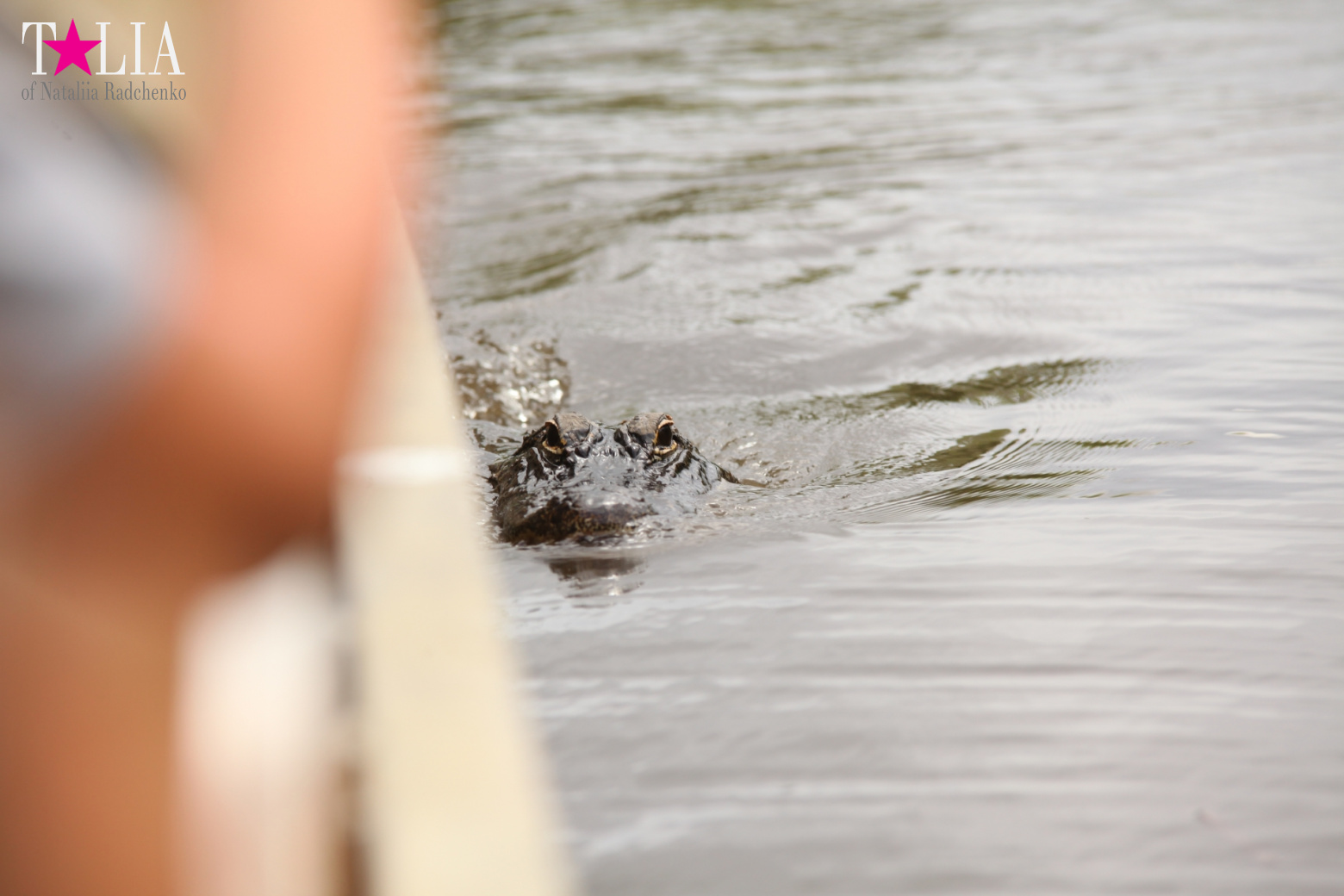 Катание на лодках по болоту с крокодилами в Gator Park, Эверглейдс, Майами