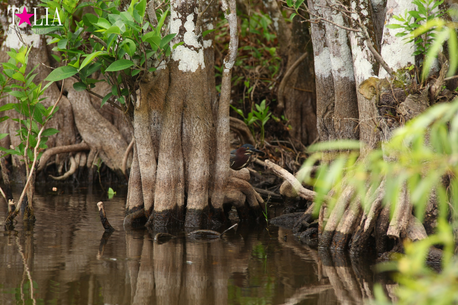 Катание на лодках по болоту с крокодилами в Gator Park, Эверглейдс, Майами