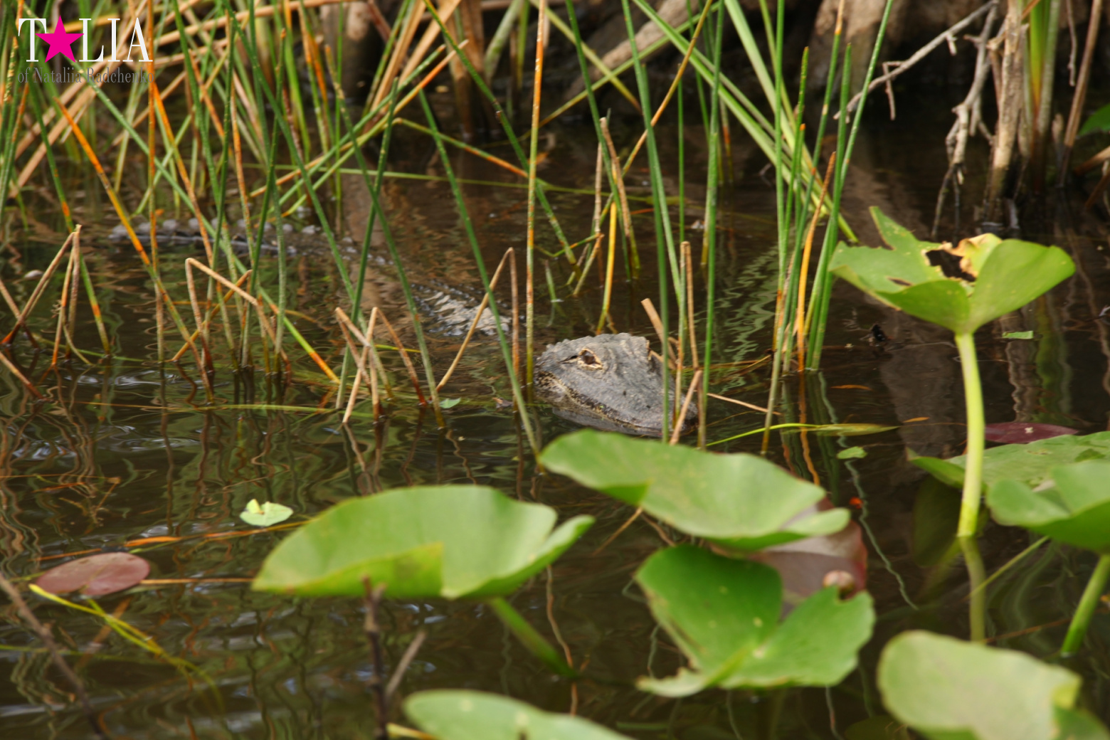 Катание на лодках по болоту с крокодилами в Gator Park, Эверглейдс, Майами