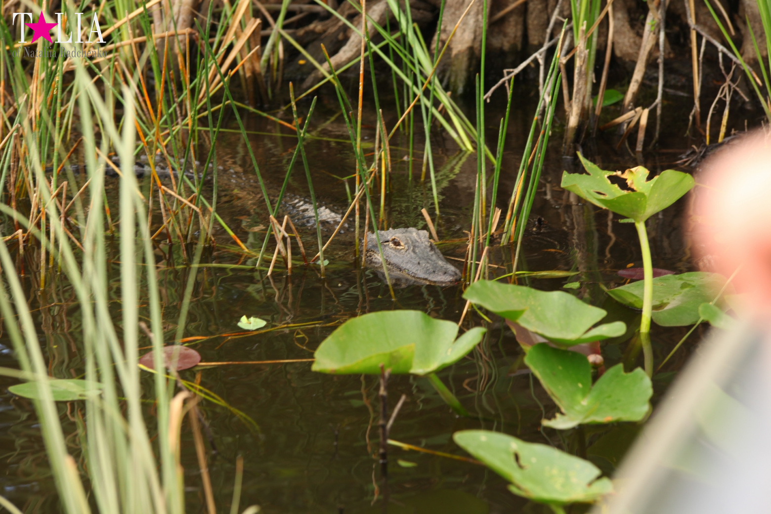 Катание на лодках по болоту с крокодилами в Gator Park, Эверглейдс, Майами