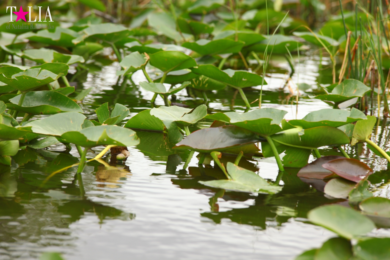 Катание на лодках по болоту с крокодилами в Gator Park, Эверглейдс, Майами