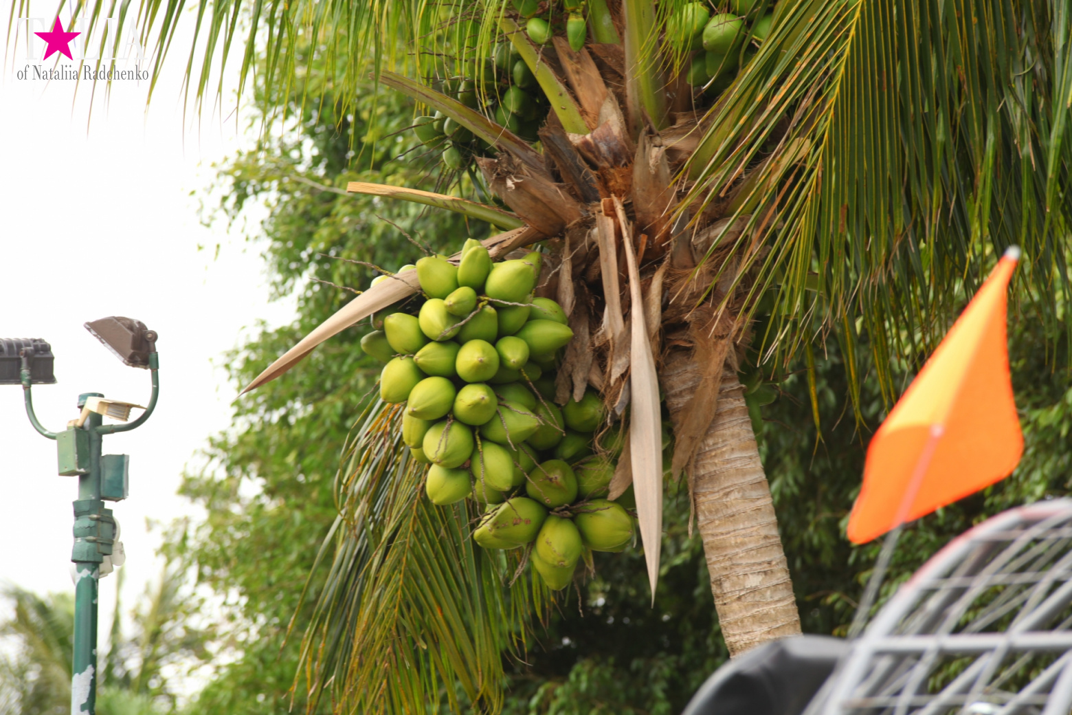 Катание на лодках по болоту с крокодилами в Gator Park, Эверглейдс, Майами