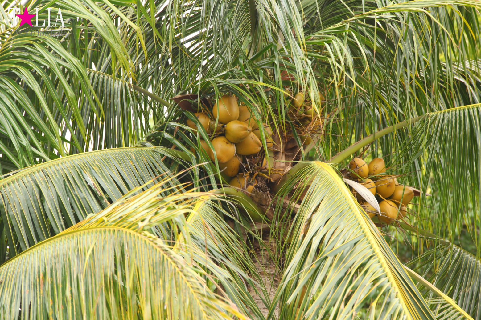 Катание на лодках по болоту с крокодилами в Gator Park, Эверглейдс, Майами