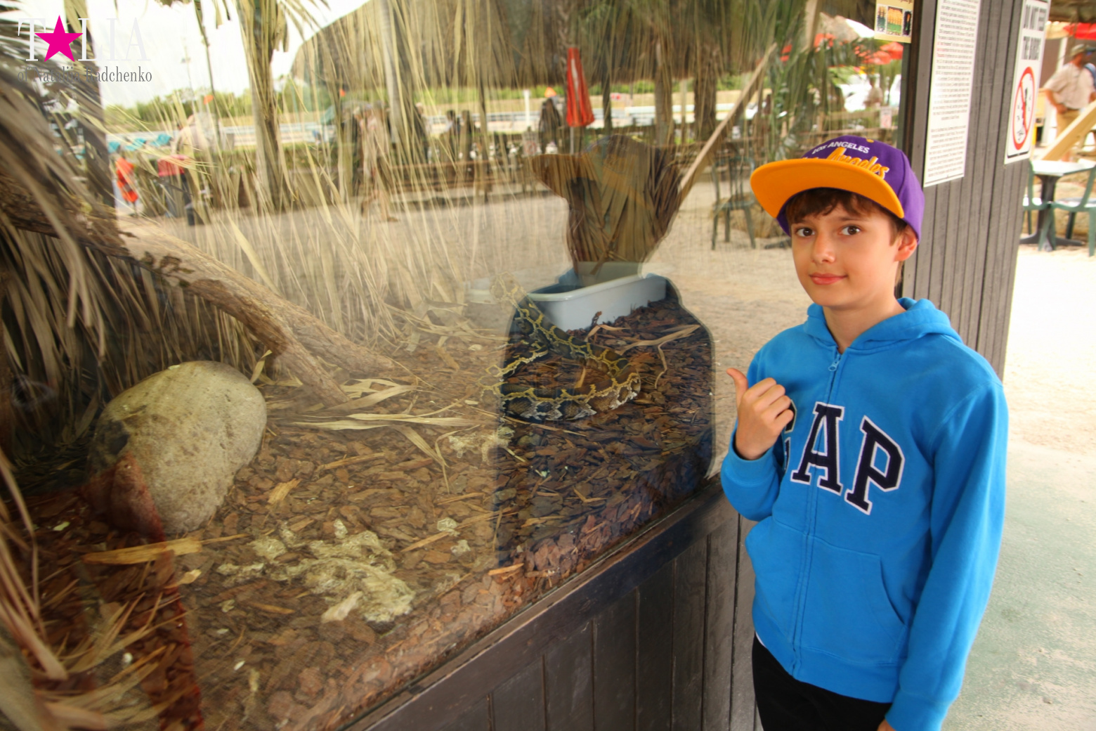 The show with crocodiles and other entertainments of Gator Park, Everglades, Miami