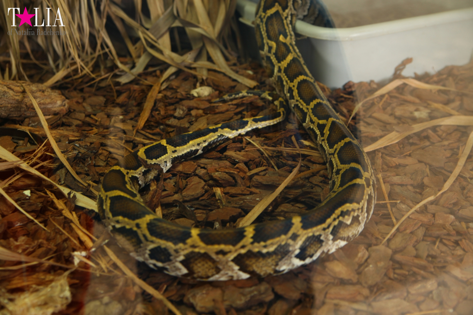 The show with crocodiles and other entertainments of Gator Park, Everglades, Miami