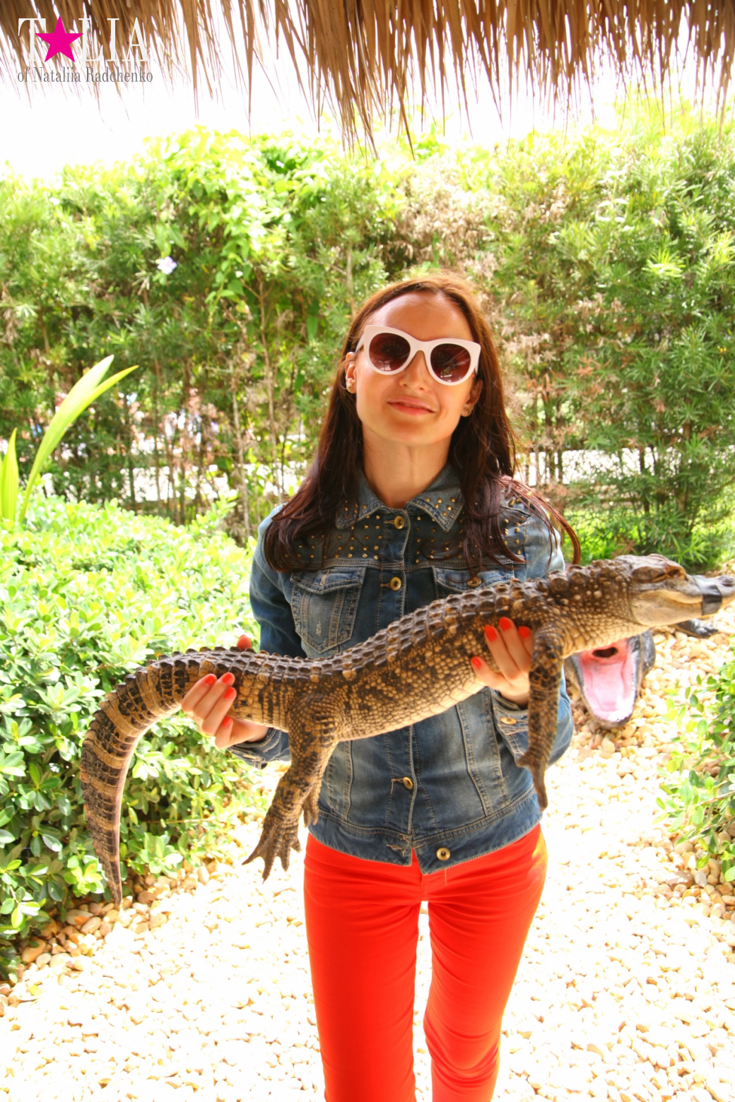 The show with crocodiles and other entertainments of Gator Park, Everglades, Miami