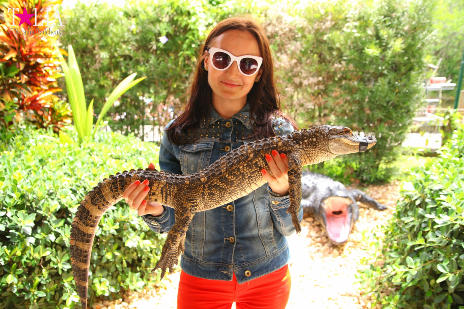 The show with crocodiles and other entertainments of Gator Park, Everglades, Miami