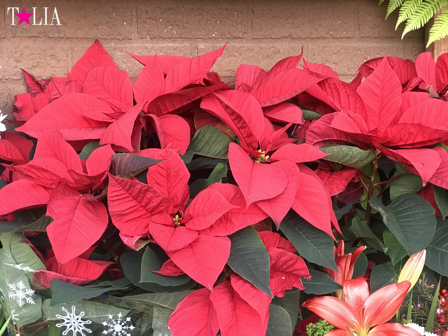 How I make materials for my blog + a little bit more of New Year's Bay Ridge