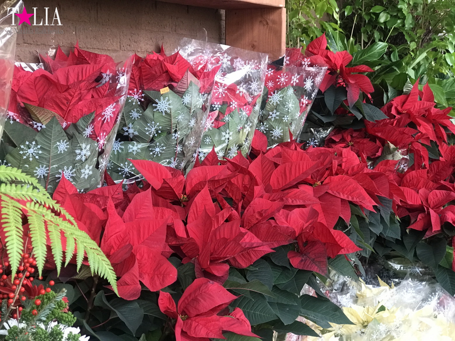 How I make materials for my blog + a little bit more of New Year's Bay Ridge