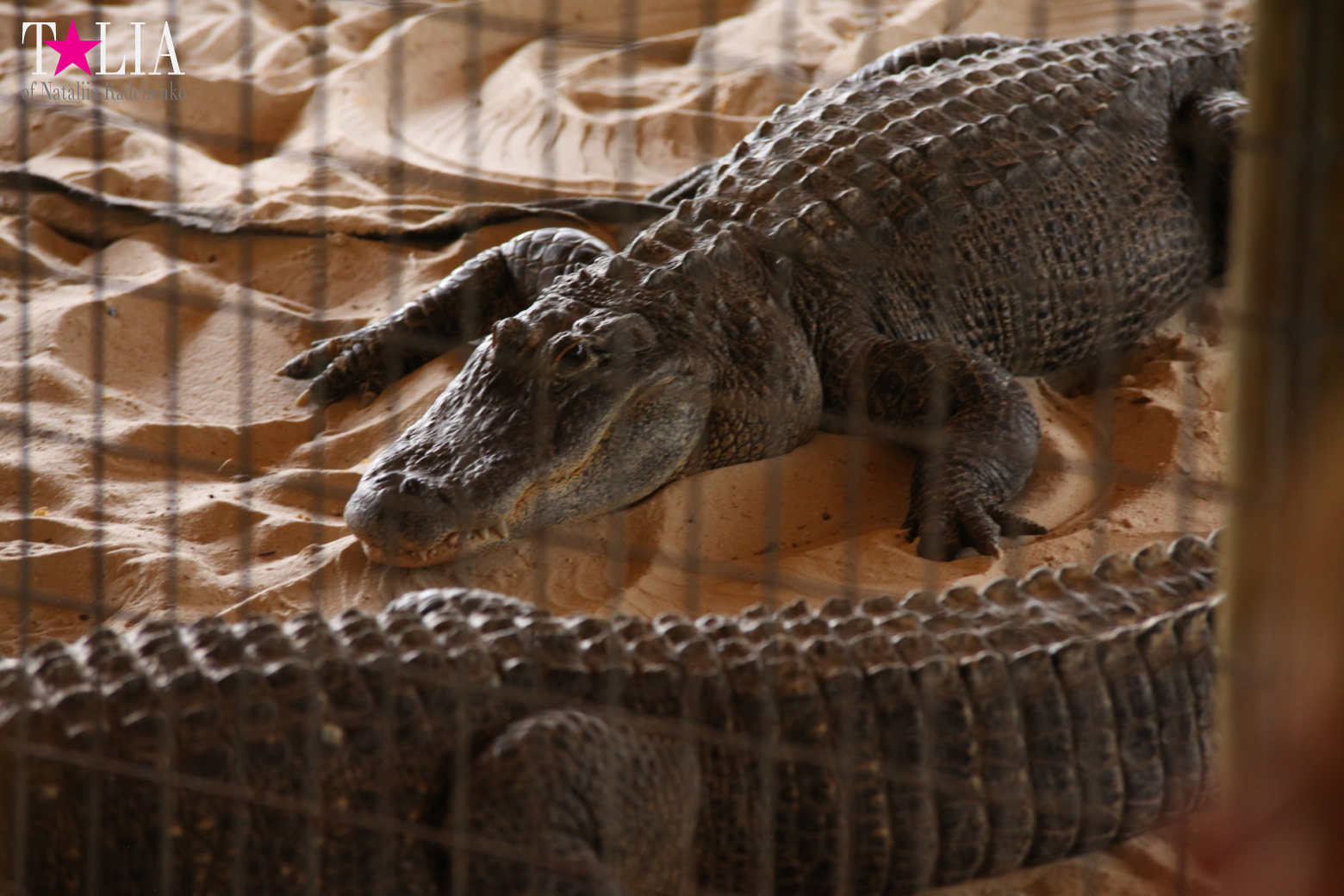 The show with crocodiles and other entertainments of Gator Park, Everglades, Miami