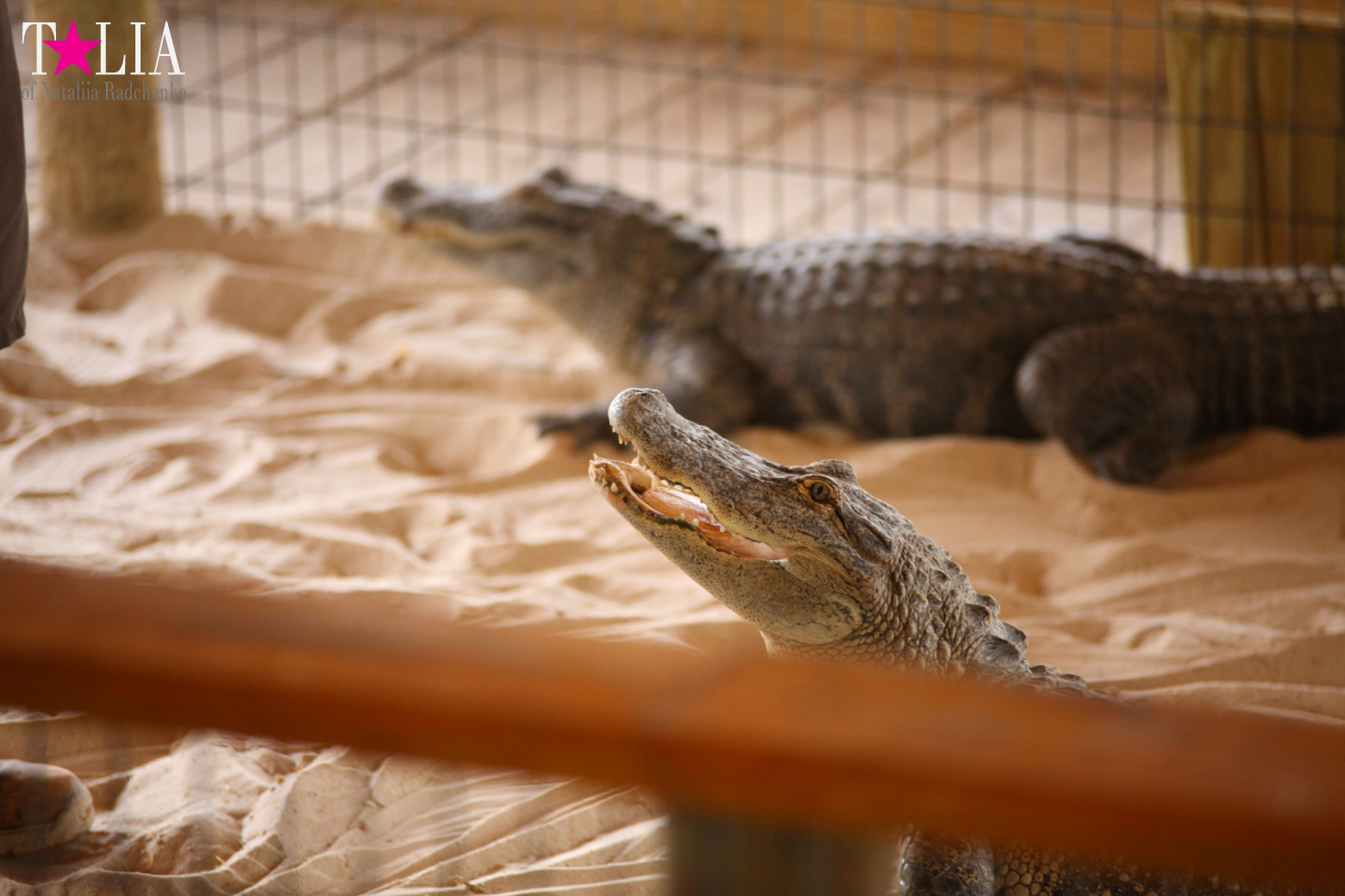 The show with crocodiles and other entertainments of Gator Park, Everglades, Miami