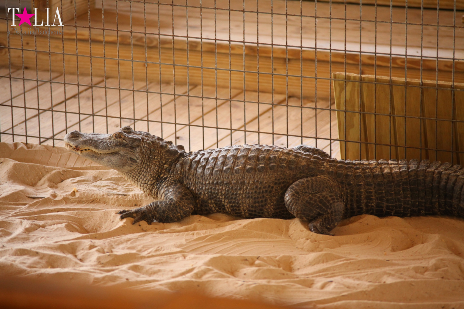 The show with crocodiles and other entertainments of Gator Park, Everglades, Miami