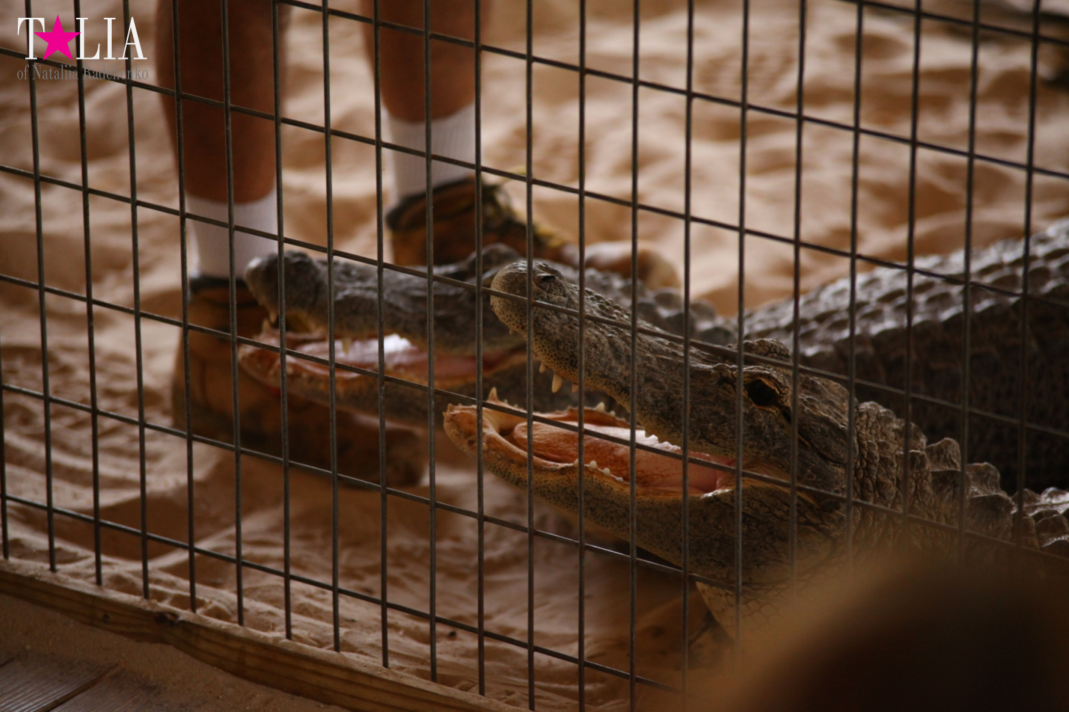 The show with crocodiles and other entertainments of Gator Park, Everglades, Miami