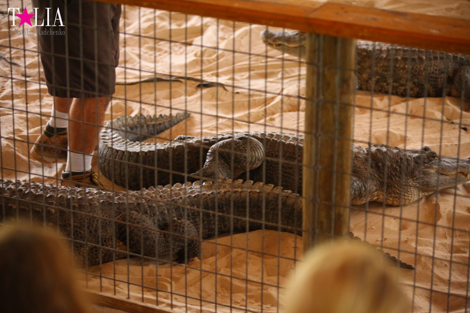 The show with crocodiles and other entertainments of Gator Park, Everglades, Miami