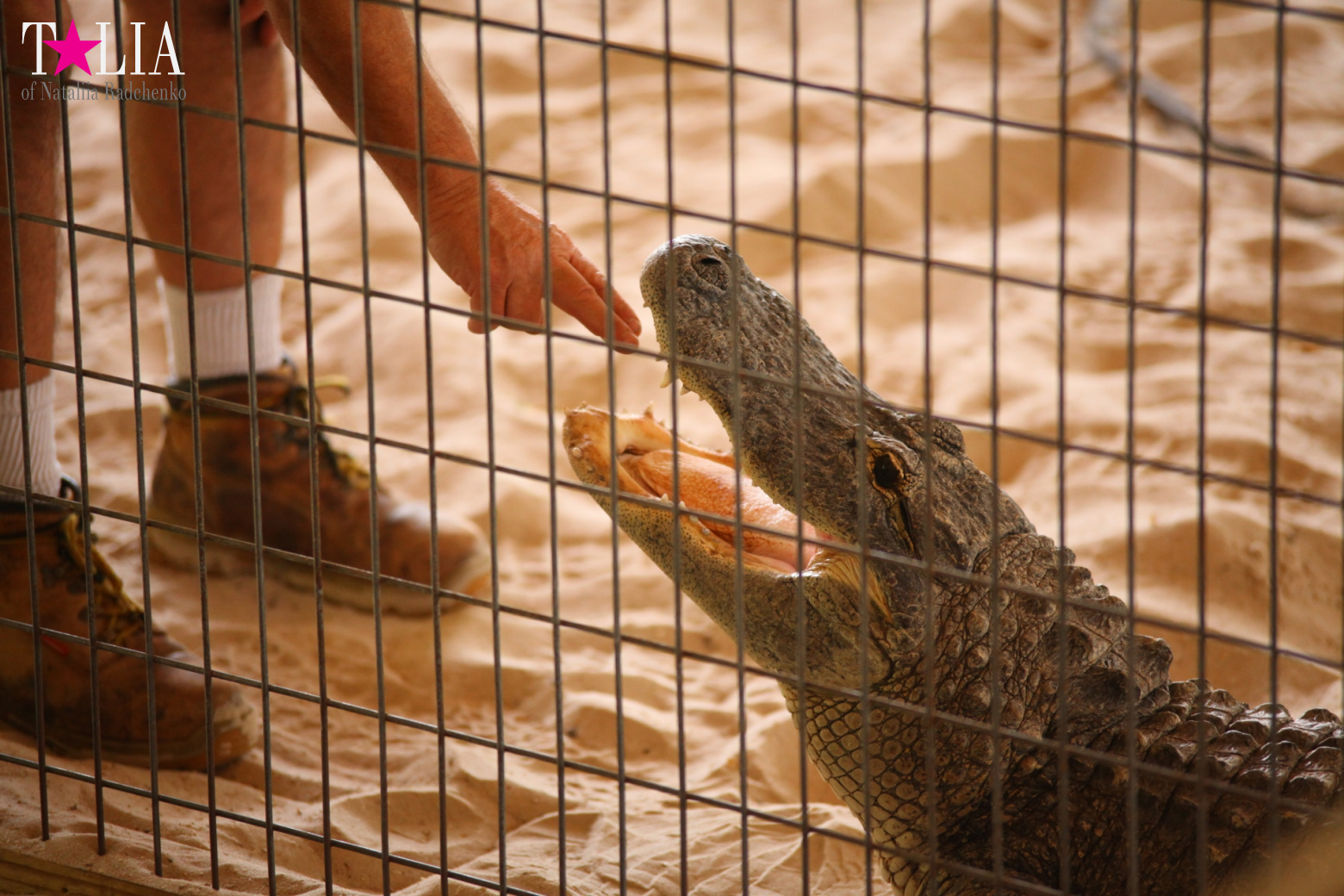 The show with crocodiles and other entertainments of Gator Park, Everglades, Miami