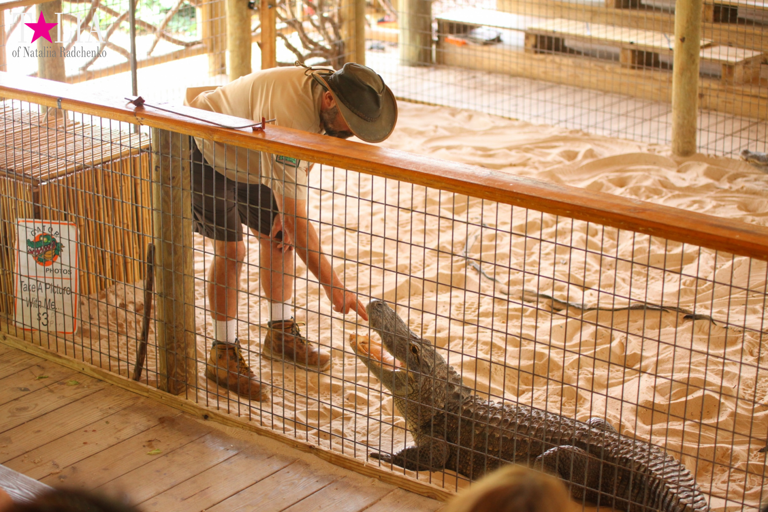 The show with crocodiles and other entertainments of Gator Park, Everglades, Miami