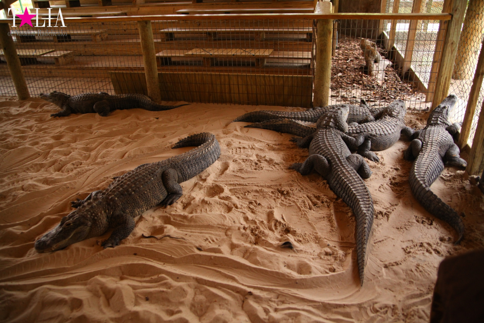 The show with crocodiles and other entertainments of Gator Park, Everglades, Miami