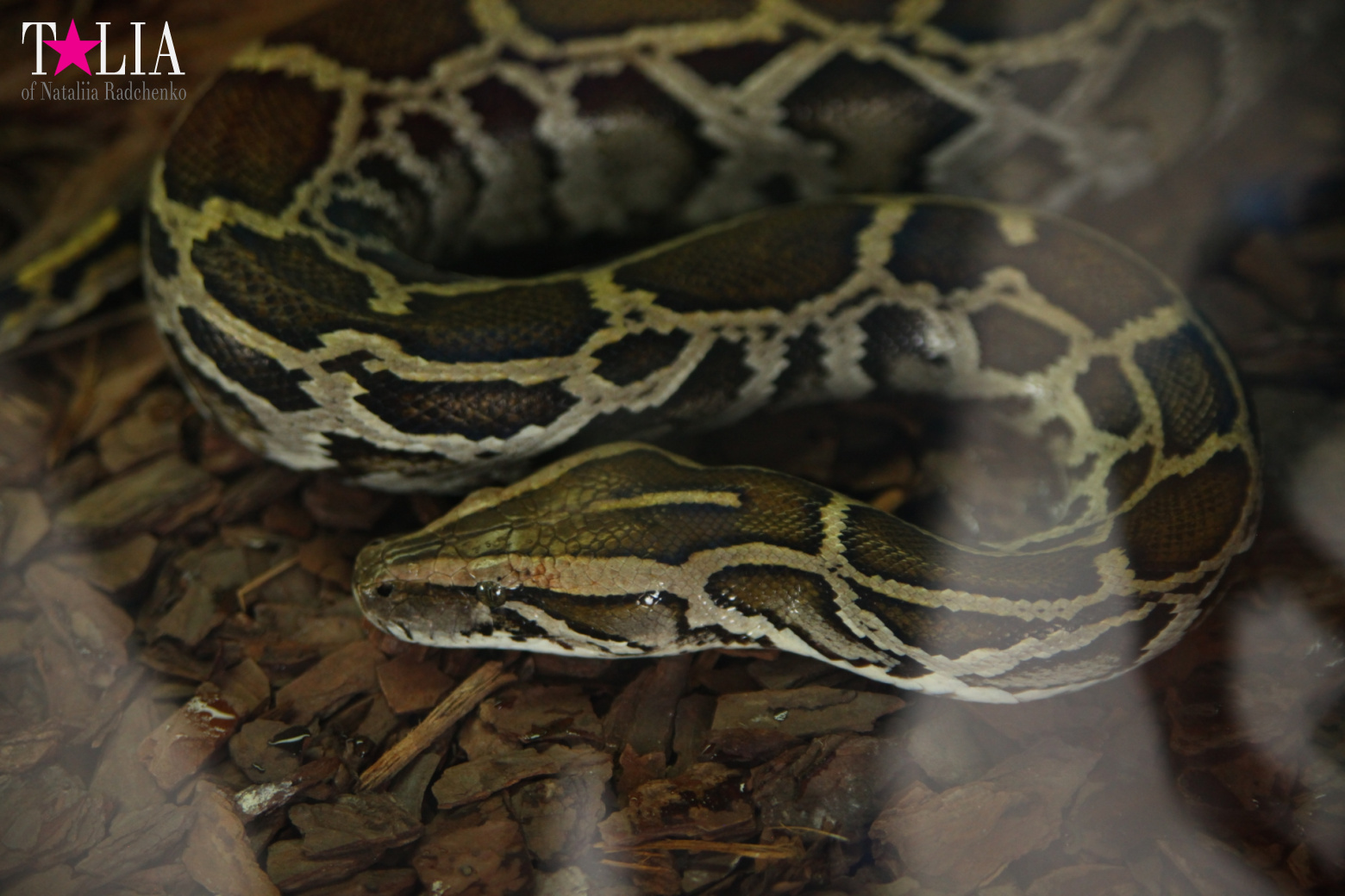 The show with crocodiles and other entertainments of Gator Park, Everglades, Miami