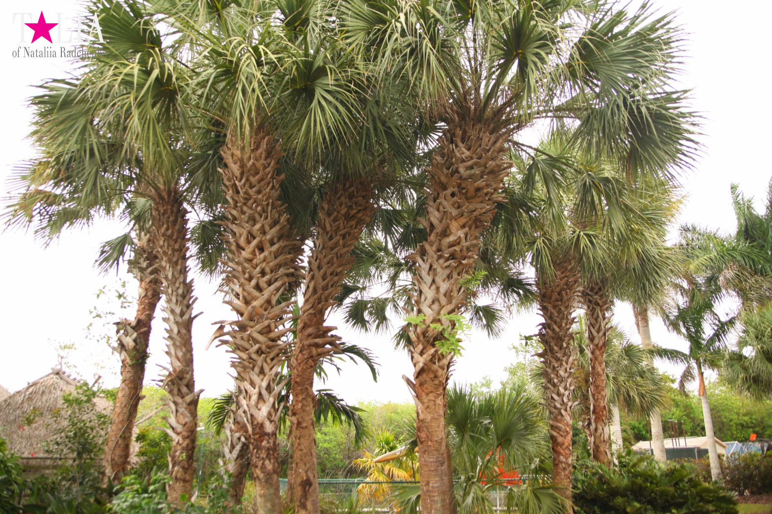 The show with crocodiles and other entertainments of Gator Park, Everglades, Miami