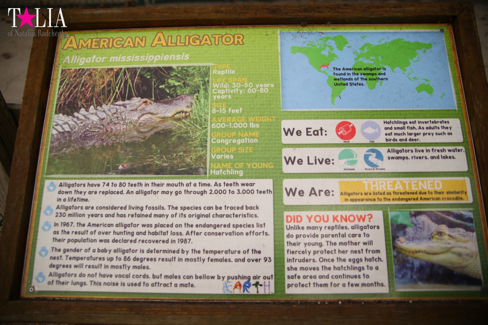 The show with crocodiles and other entertainments of Gator Park, Everglades, Miami