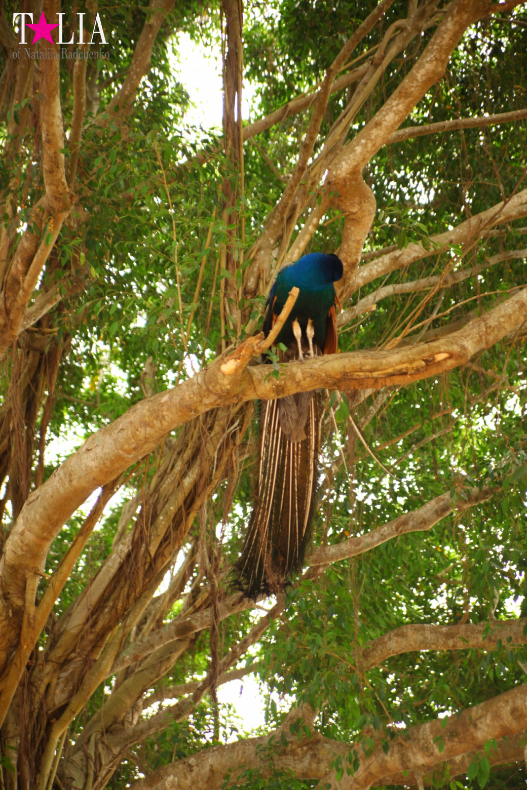 The show with crocodiles and other entertainments of Gator Park, Everglades, Miami